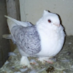 Meet your Posher, Babacar